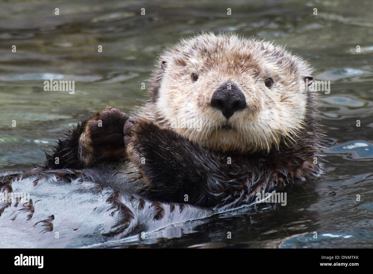 Sea Otter (Nahaufnahme). (Enhydra Lutris). Stockfoto