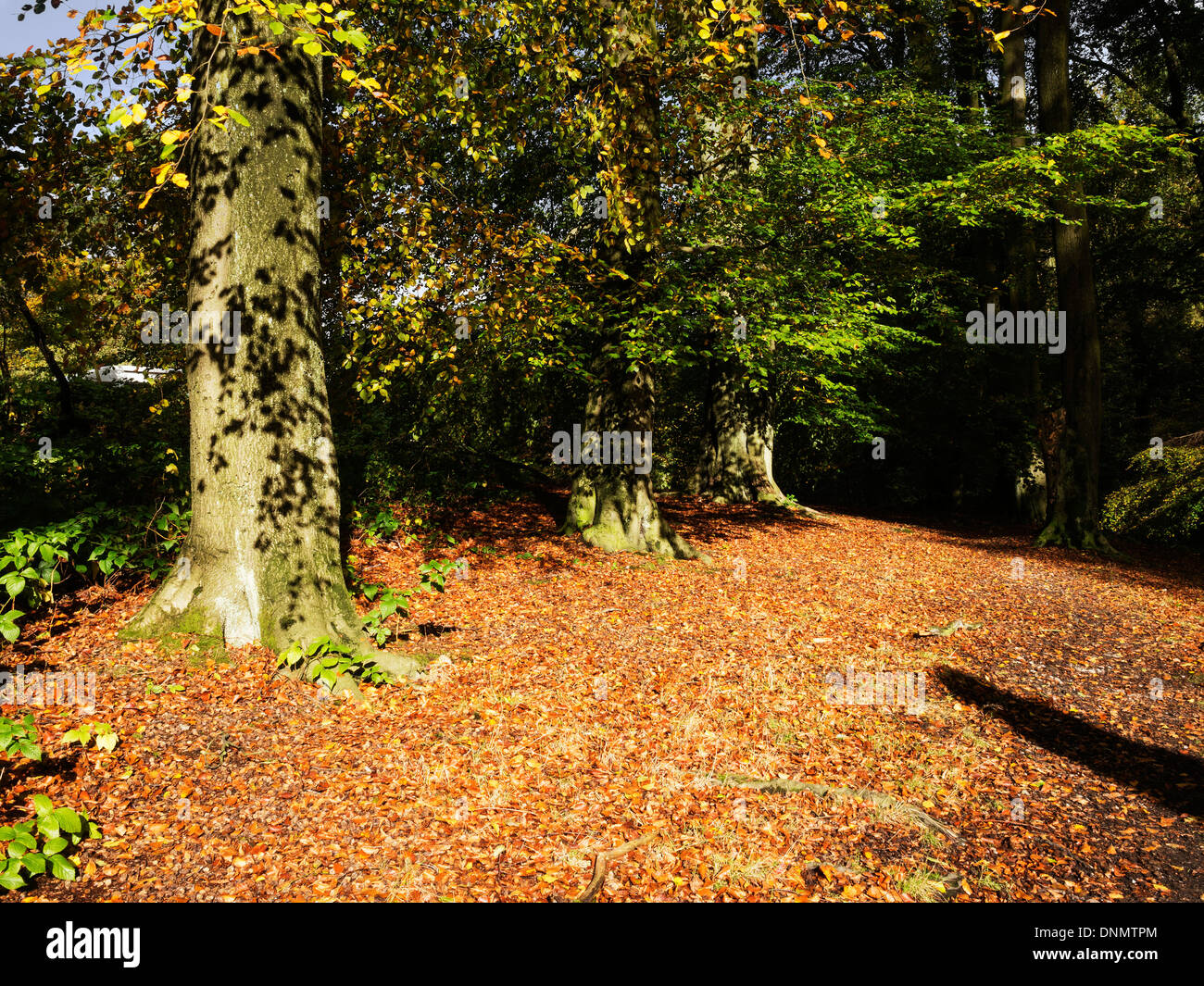 Lickey Hügel Land Park Midlands Herbst Stockfoto