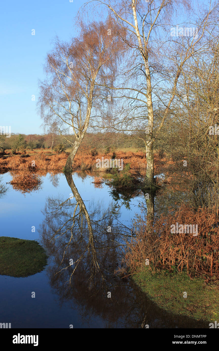 Eine helle, klare Wintermorgen mit Baum Reflexionen im New Forest National Park, Hampshire, UK Stockfoto