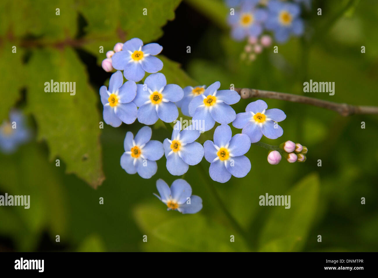 Blauer Flachs. (Linum Lewissi). Vancouver Island, British Columbia, Kanada Stockfoto