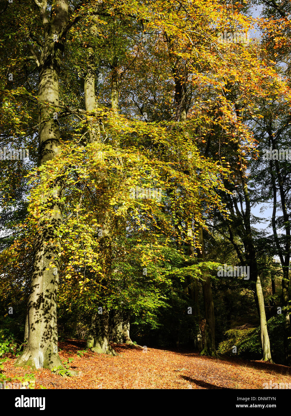 Lickey Hügel Land Park Midlands Herbst Stockfoto