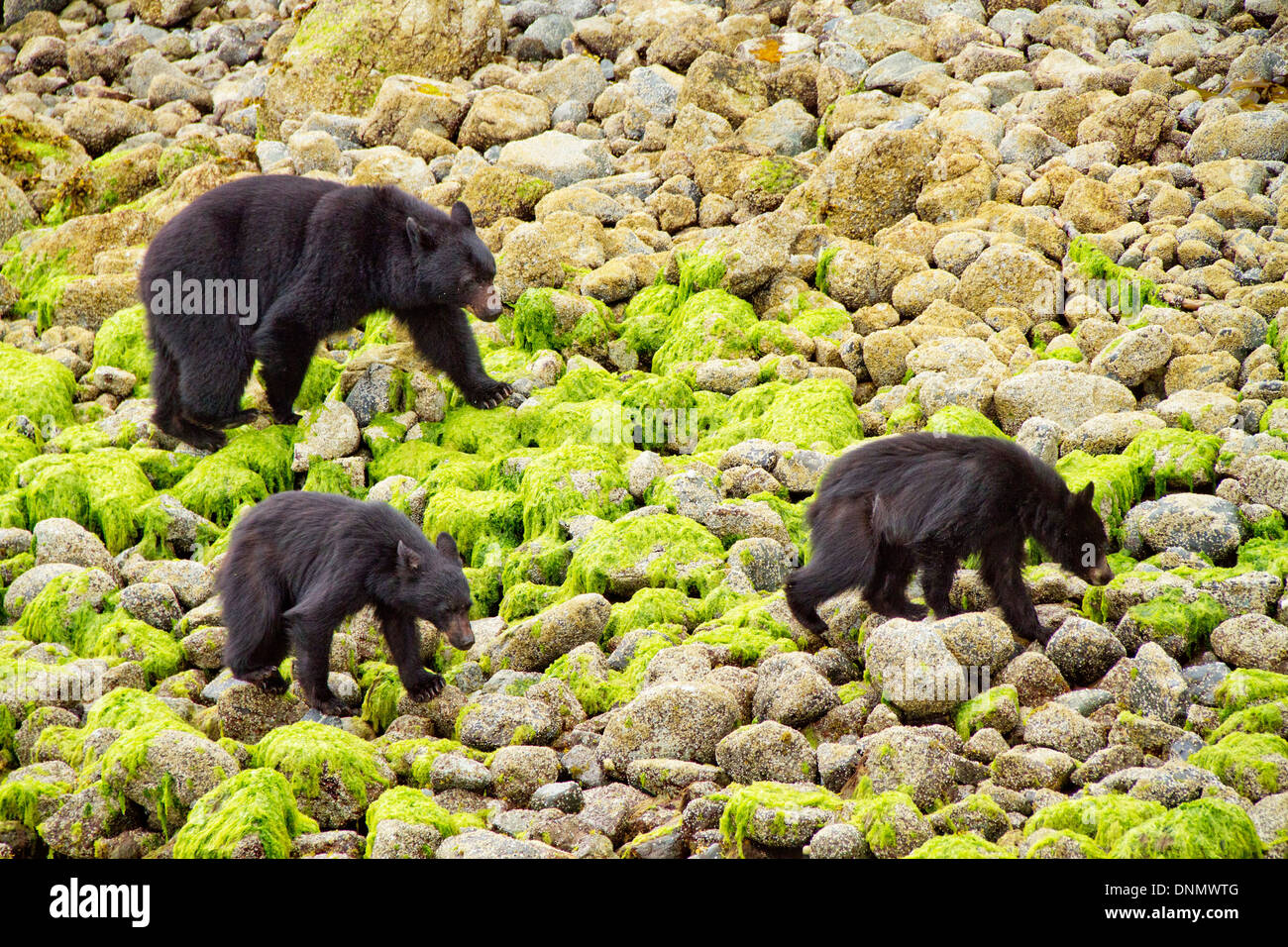 Schwarzer Bär Mutter mit zwei jungen Spaziergänge am Strand auf der Suche nach Nahrung. (Ursus Americanus). Vancouver Island, British Columbia, Kanada Stockfoto