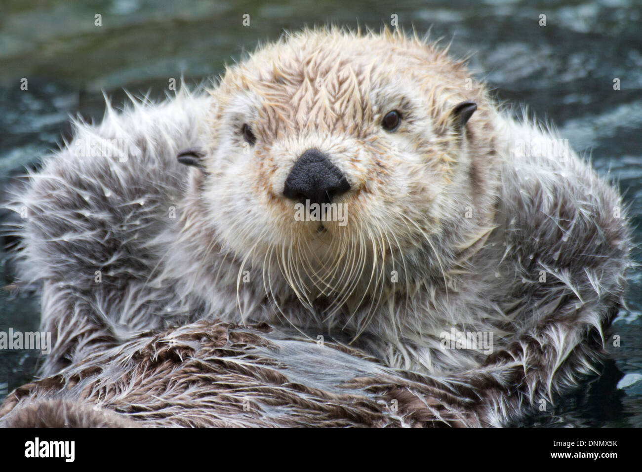 Sea Otter Schwimmen mit den Pfoten aus dem Wasser zu Warm-Closeup bleiben.  (Enhydra Lutris Stockfotografie - Alamy