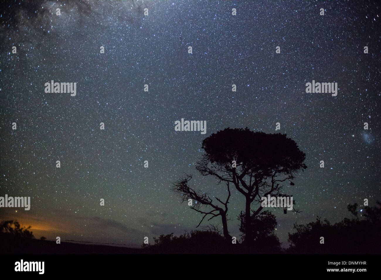 Sternenhimmel und einzigen Baum, De Hoop Nature Reserve, Western Cape, Südafrika. Stockfoto