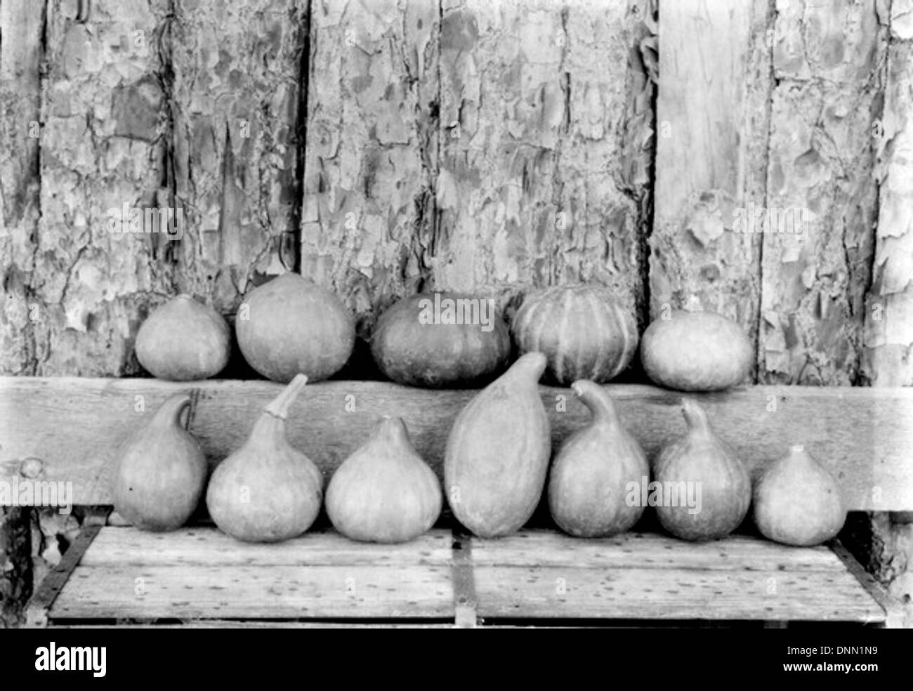Wild Cat, eine Florida Seminole, ist mit Kürbissen abgebildet, die in den 1920er Jahren auf seiner Farm angebaut wurden Das Foto spiegelt die landwirtschaftlichen Praktiken der Seminolen und ihre Beiträge zur Landwirtschaft Floridas wider. Stockfoto