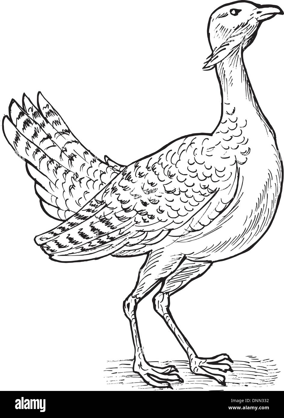 Skizze Zeichnung Illustration der Großtrappe Vogel die Hand. Stock Vektor