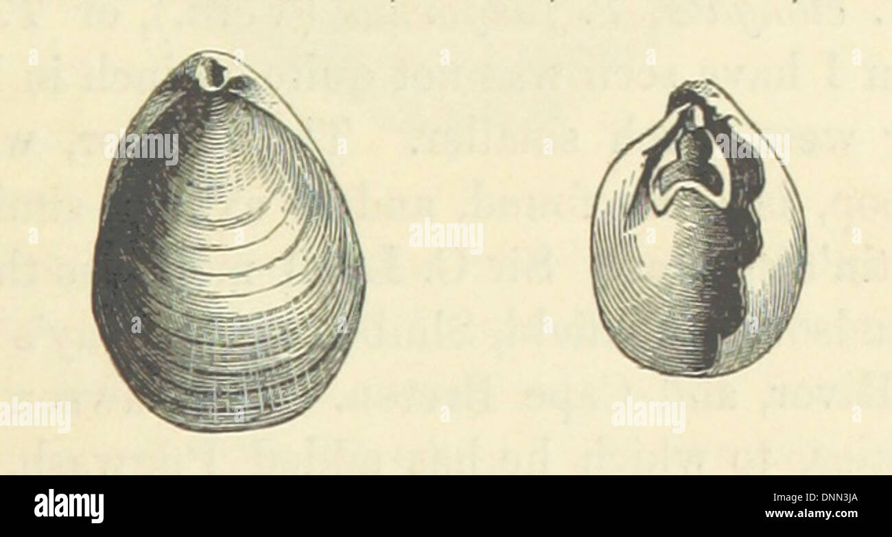 Bild von Seite 335 "[Acadian Geologie genommen: ein Konto von der geologischen Struktur und mineralischen Ressourcen von Nova Scotia, und Teile des benachbarten Provinzen British America. [Mit maps.]]' Stockfoto