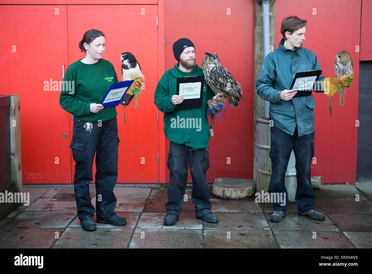 London, UK. 2. Januar 2014. Tierpfleger Posen mit Eulen bei einem Fototermin für die jährliche Bestandsaufnahme der Tiere im ZSL London Zoo zu fördern. (Kredit-Bild: © James Gasperotti/ZUMA Wire/ZUMAPRESS.com) Bildnachweis: ZUMA Press, Inc./Alamy Live-Nachrichten Stockfoto