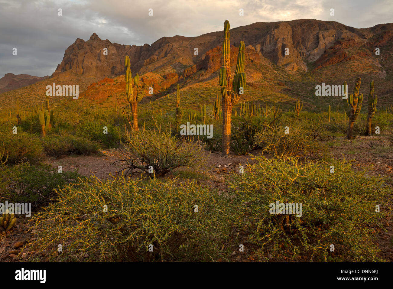 Cardon Kaktus (Pachycereus Pringlei) in der Nähe von Balandra in Baja, Mexiko. Stockfoto