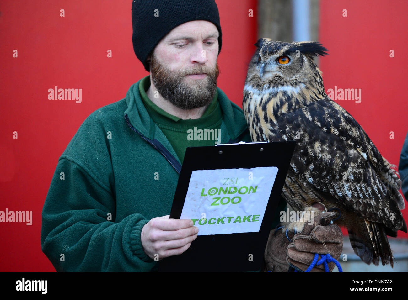 London, UK. 2. Januar 2014. Uhu im Rahmen der Bestandsaufnahme im London Zoo in London UK. 2. Januar 2014, Foto von siehe Li / Alamy Live News Stockfoto