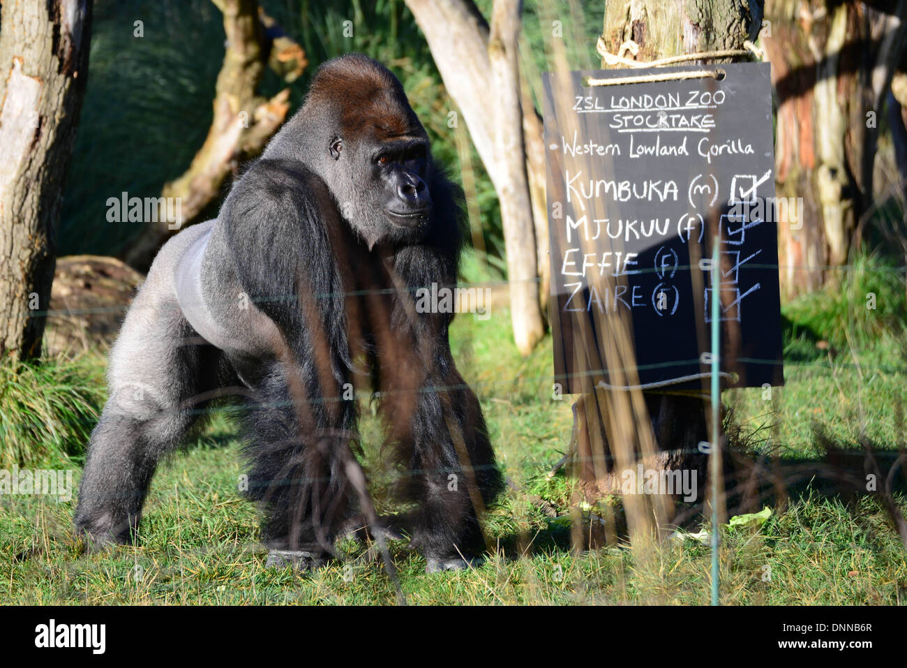 London, UK. 2. Januar 2014. Dort 4 Flachlandgorilla, männlichen Silberrücken Kumbuka, drei weibliche Muucuv, Zaire und Efhe im Rahmen der Bestandsaufnahme im London Zoo in London UK. 2. Januar 2014, Foto von siehe Li / Alamy Live News Stockfoto