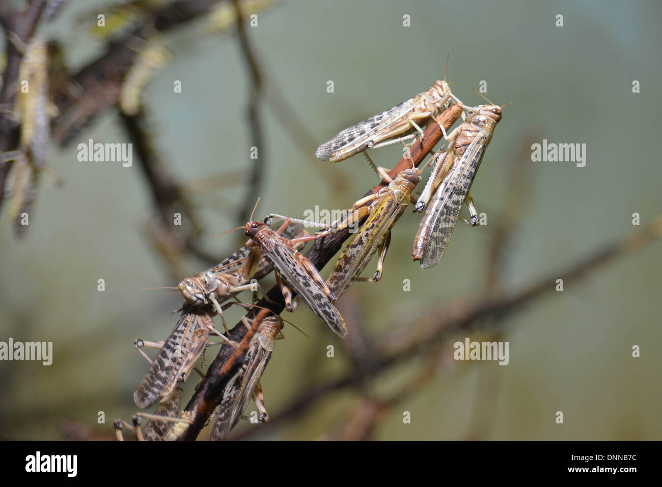 London, UK. 2. Januar 2014. Desert Locust Stabheuschrecke im Rahmen der Bestandsaufnahme im London Zoo in London UK. 2. Januar 2014, Foto von siehe Li / Alamy Live News Stockfoto