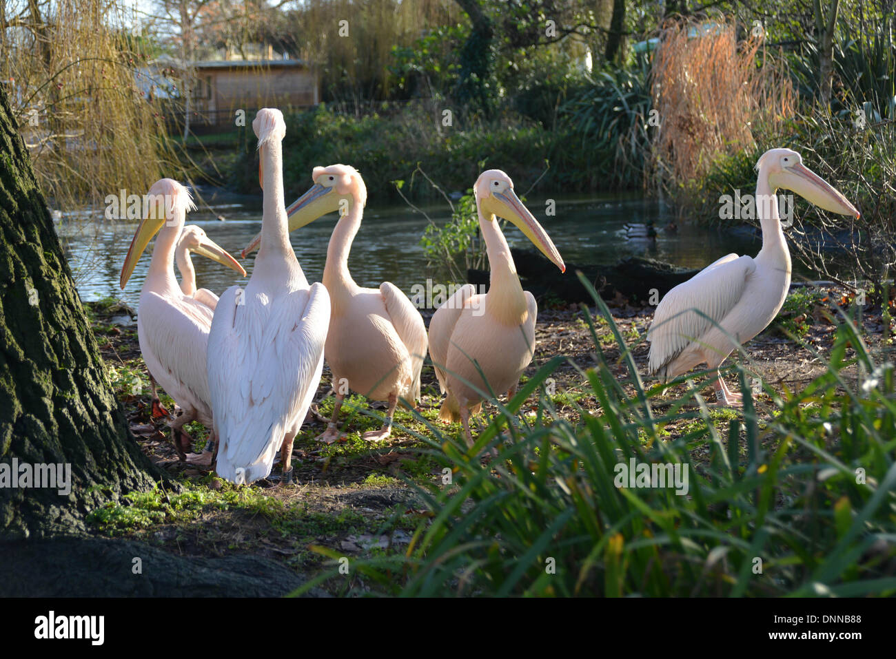 London, UK. 2. Januar 2014. Pelikane im Rahmen der Bestandsaufnahme im London Zoo in London UK. 2. Januar 2014, Foto von siehe Li / Alamy Live News Stockfoto