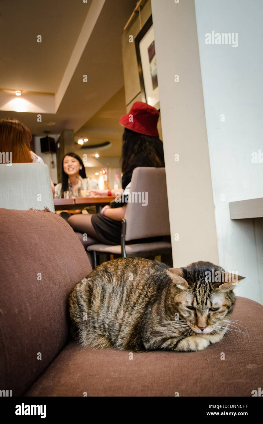 Katzen entspannen in einem Café der Katze in Taipei. Dies ist der Ort der ursprünglichen Katze-Café-Konzept. Kaffee und Katze ist eine magische Formel. Stockfoto