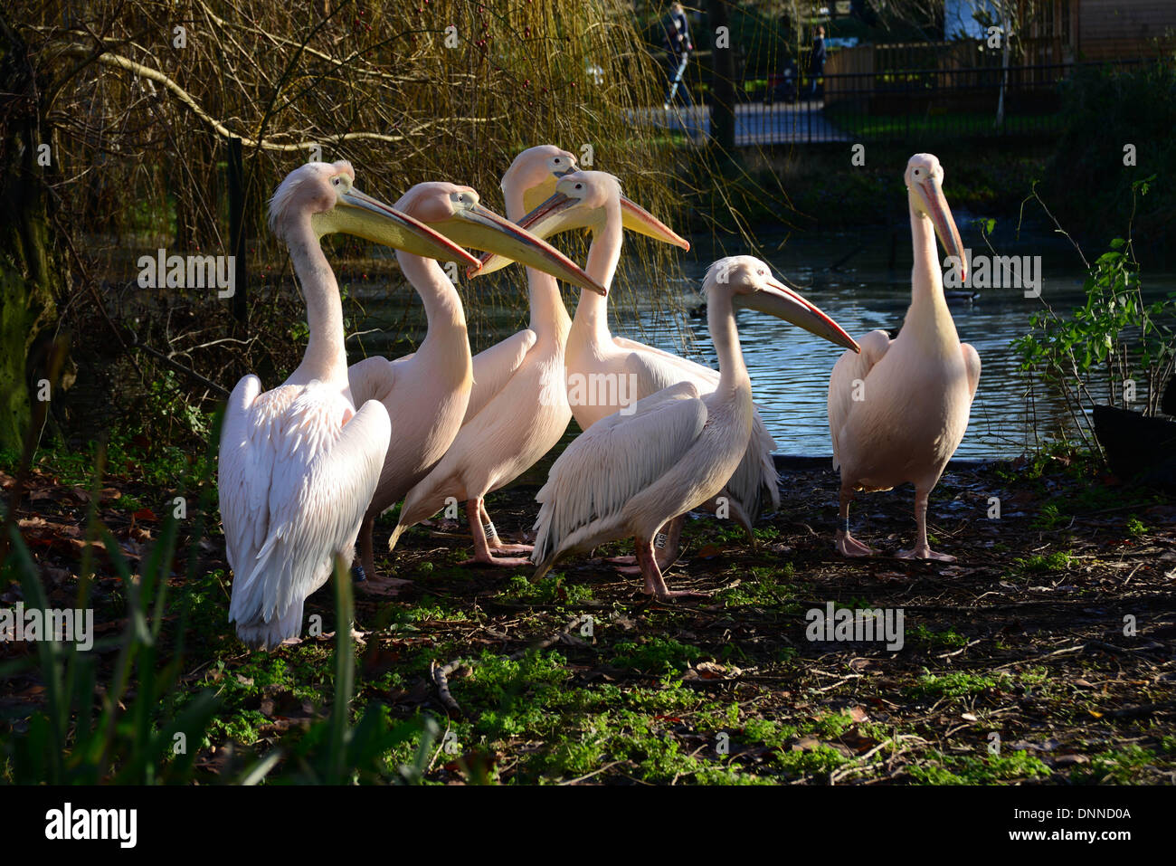 London, UK. 2. Januar 2014. Pelikane im Rahmen der Bestandsaufnahme im London Zoo in London UK. 2. Januar 2014, Foto von siehe Li / Alamy Live News Stockfoto