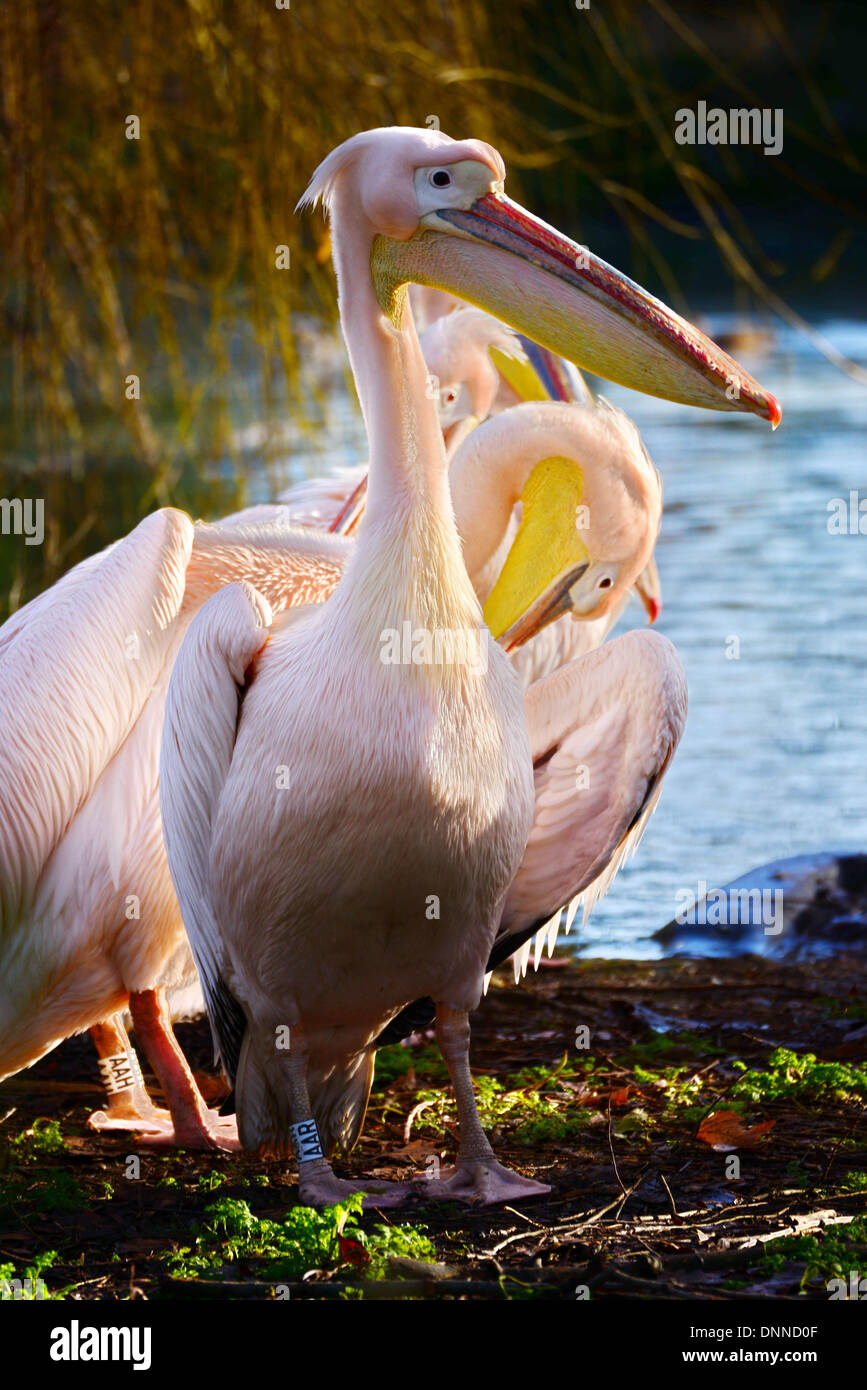 London, UK. 2. Januar 2014. Pelikane im Rahmen der Bestandsaufnahme im London Zoo in London UK. 2. Januar 2014, Foto von siehe Li / Alamy Live News Stockfoto