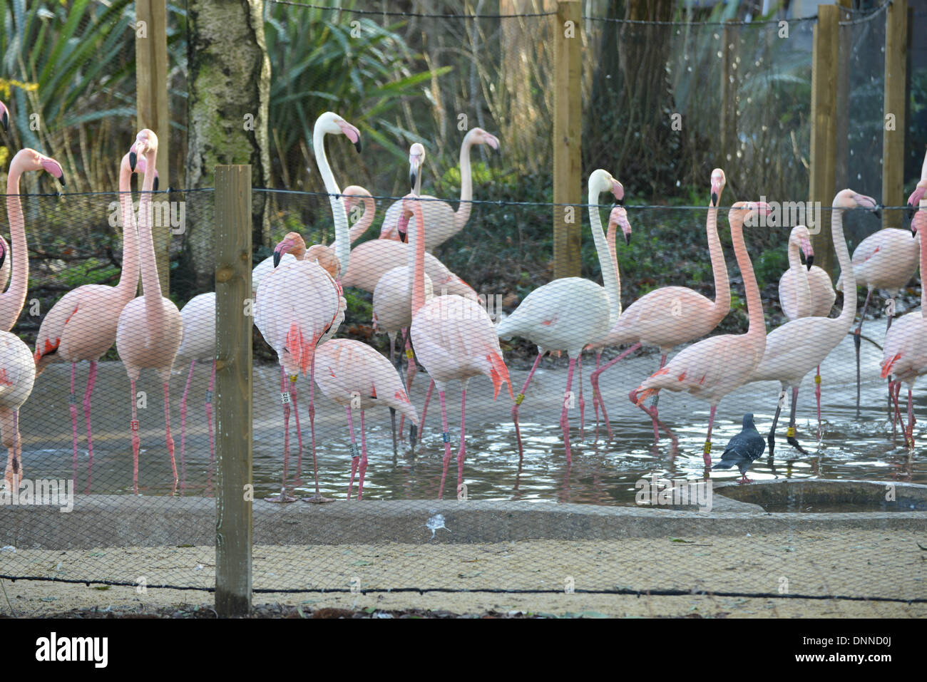 London, UK. 2. Januar 2014. Größere Flamingos im Rahmen der Bestandsaufnahme im London Zoo in London UK. 2. Januar 2014, Foto von siehe Li / Alamy Live News Stockfoto