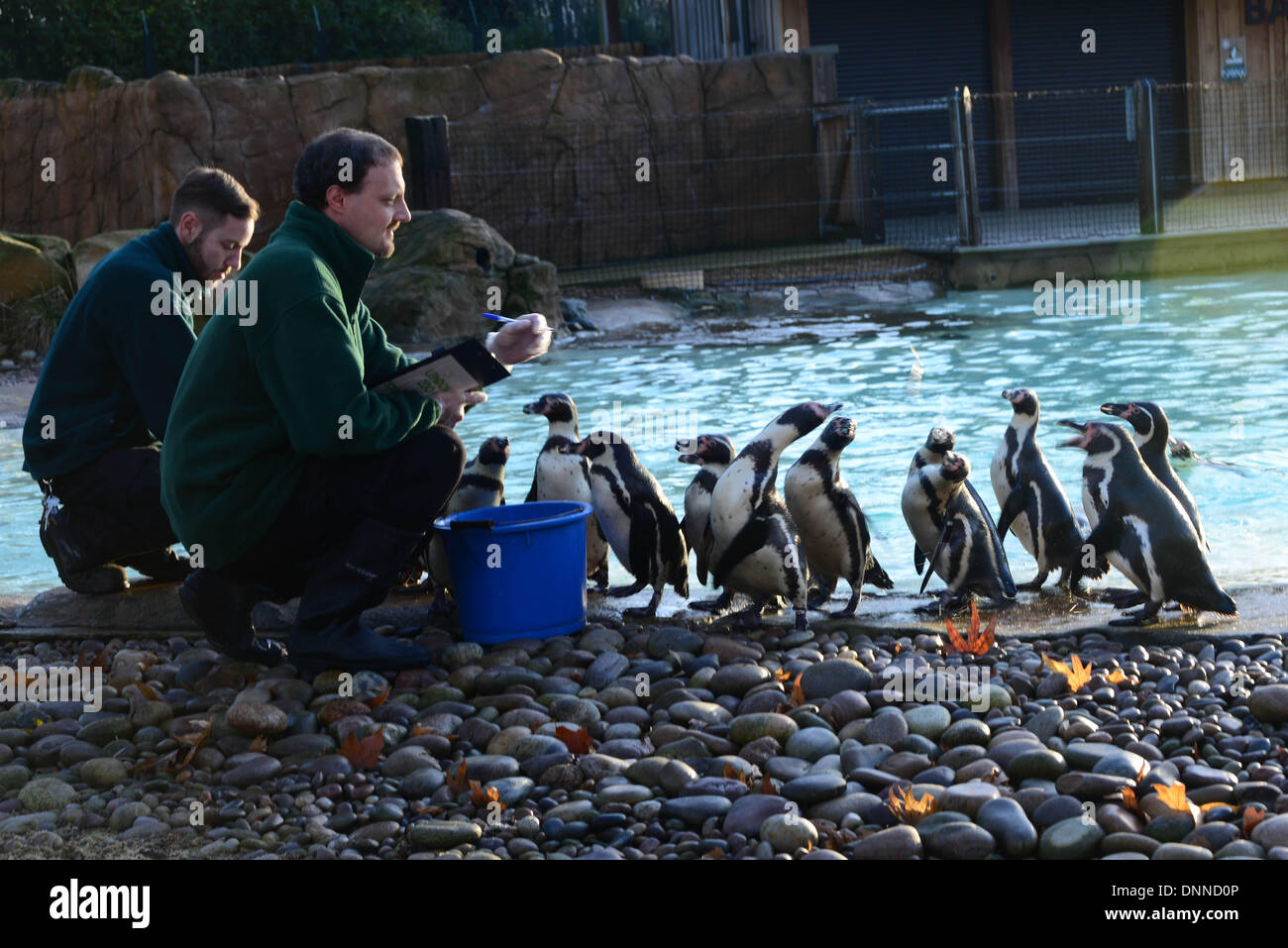 London, UK. 2. Januar 2014. London Zoo Keeper "Gabriele Sidoli und Carl Ashworth" zählt 45 Humboldt-Pinguine im Rahmen der Bestandsaufnahme im London Zoo in London UK. 2. Januar 2014, Foto von siehe Li / Alamy Live News Stockfoto