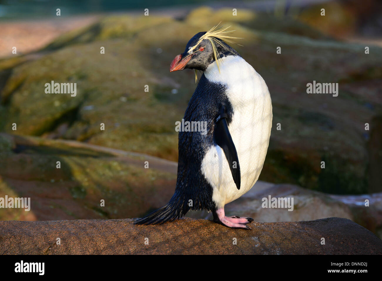 London, UK. 2. Januar 2014. Rockhopper Penguins im Rahmen der Bestandsaufnahme im London Zoo in London UK. 2. Januar 2014, Foto von siehe Li / Alamy Live News Stockfoto