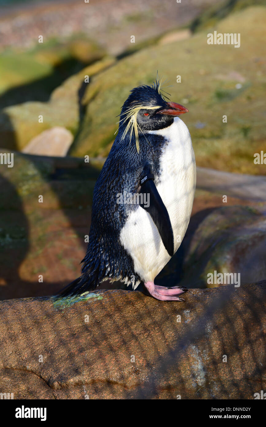 London, UK. 2. Januar 2014. Rockhopper Penguins im Rahmen der Bestandsaufnahme im London Zoo in London UK. 2. Januar 2014, Foto von siehe Li / Alamy Live News Stockfoto