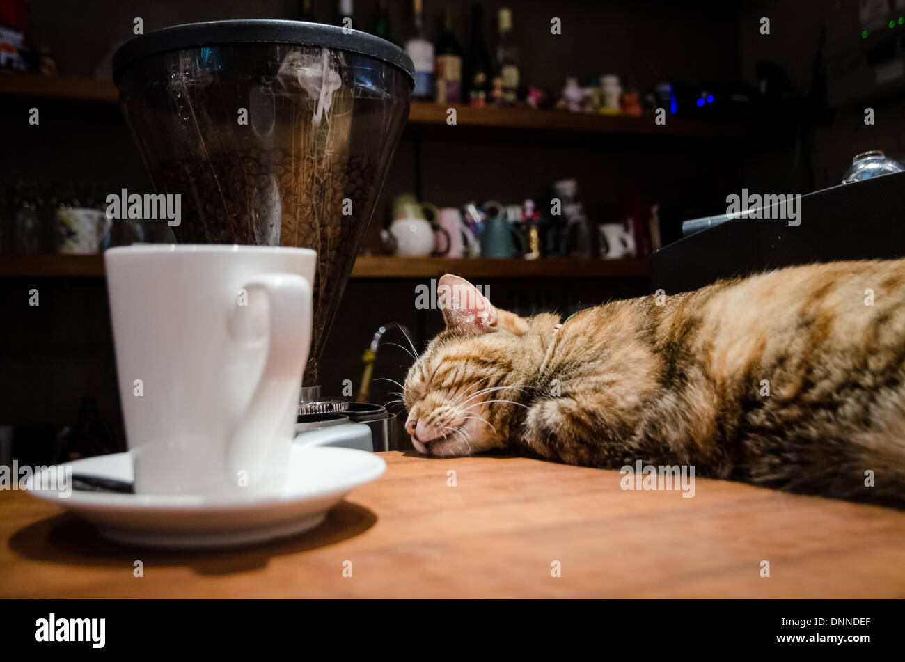 Katzen entspannen in einem Café der Katze in Taipei. Dies ist der Ort der ursprünglichen Katze-Café-Konzept. Kaffee und Katze ist eine magische Formel. Stockfoto