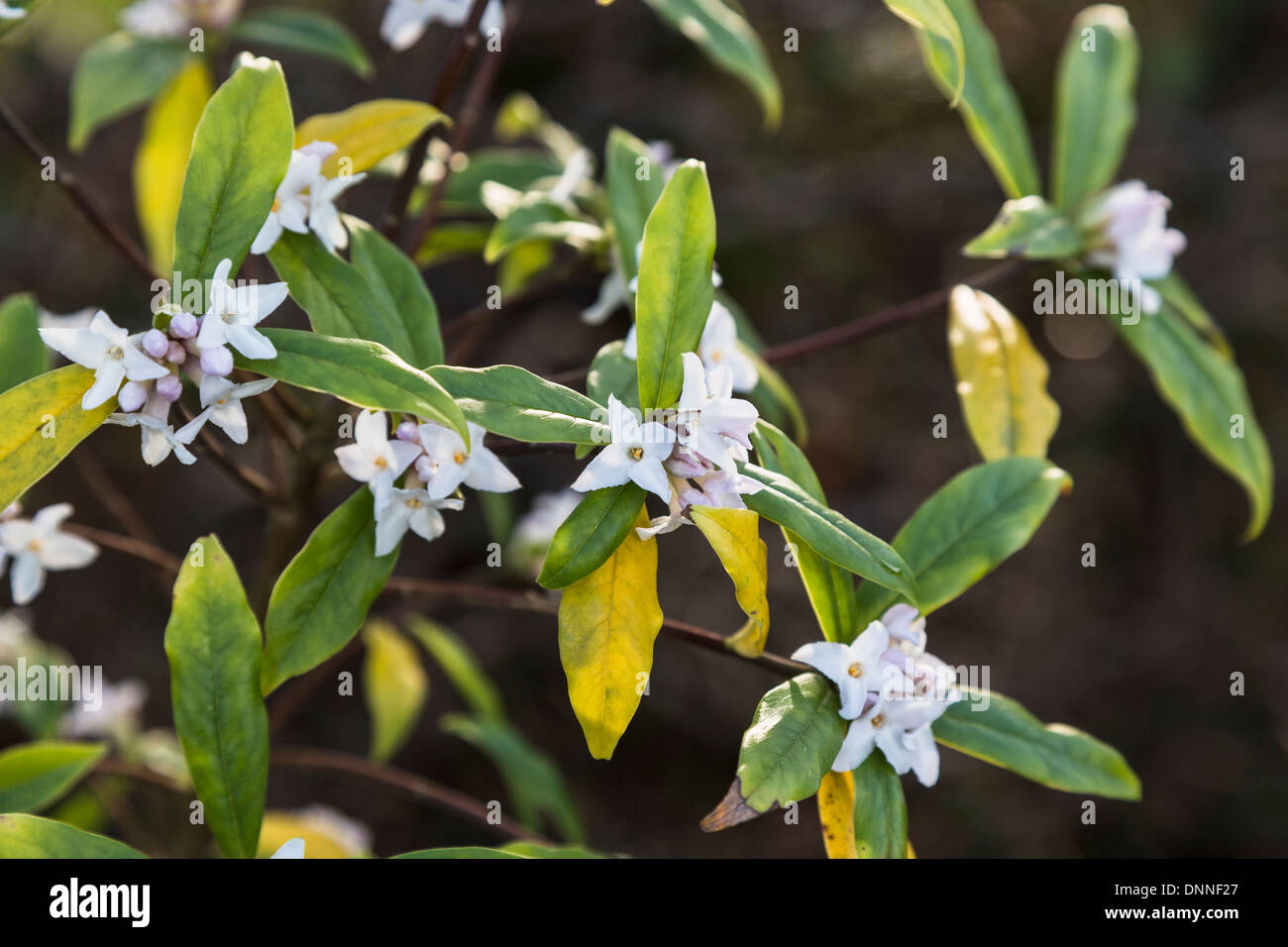 Weiße Blüten von Daphne Bholua (nepalesische Papierfabrik), eine Winter-blühende Pflanze/Strauch, Himalaya und China Stockfoto