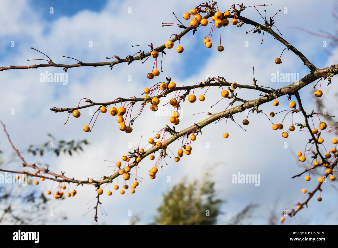 Gelber Holzapfel Früchte von Malus Transitoria im winter Stockfoto