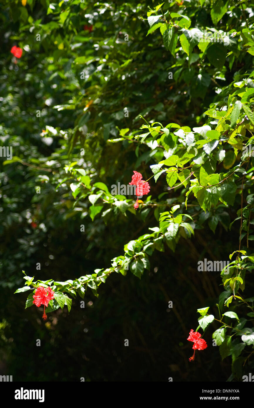Hibiskusblüten in Costa Rica Stockfoto
