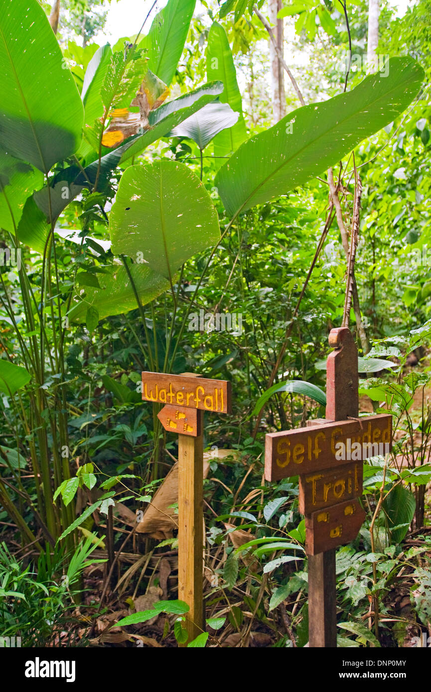 Wanderwege in Lapa Rios, Costa Rica Stockfoto