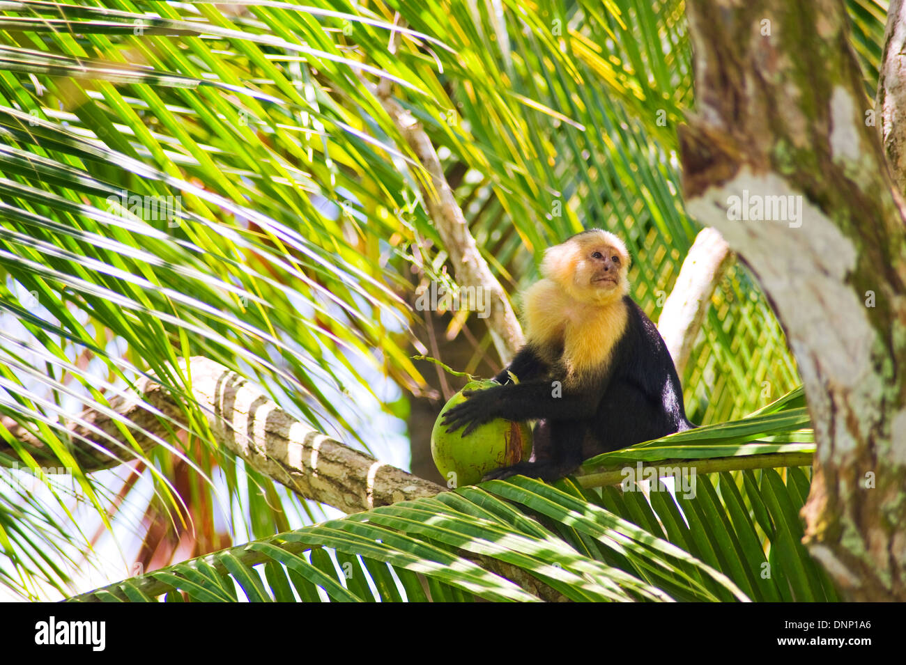 White-faced Capuchin Affen, Costa Rica Stockfoto