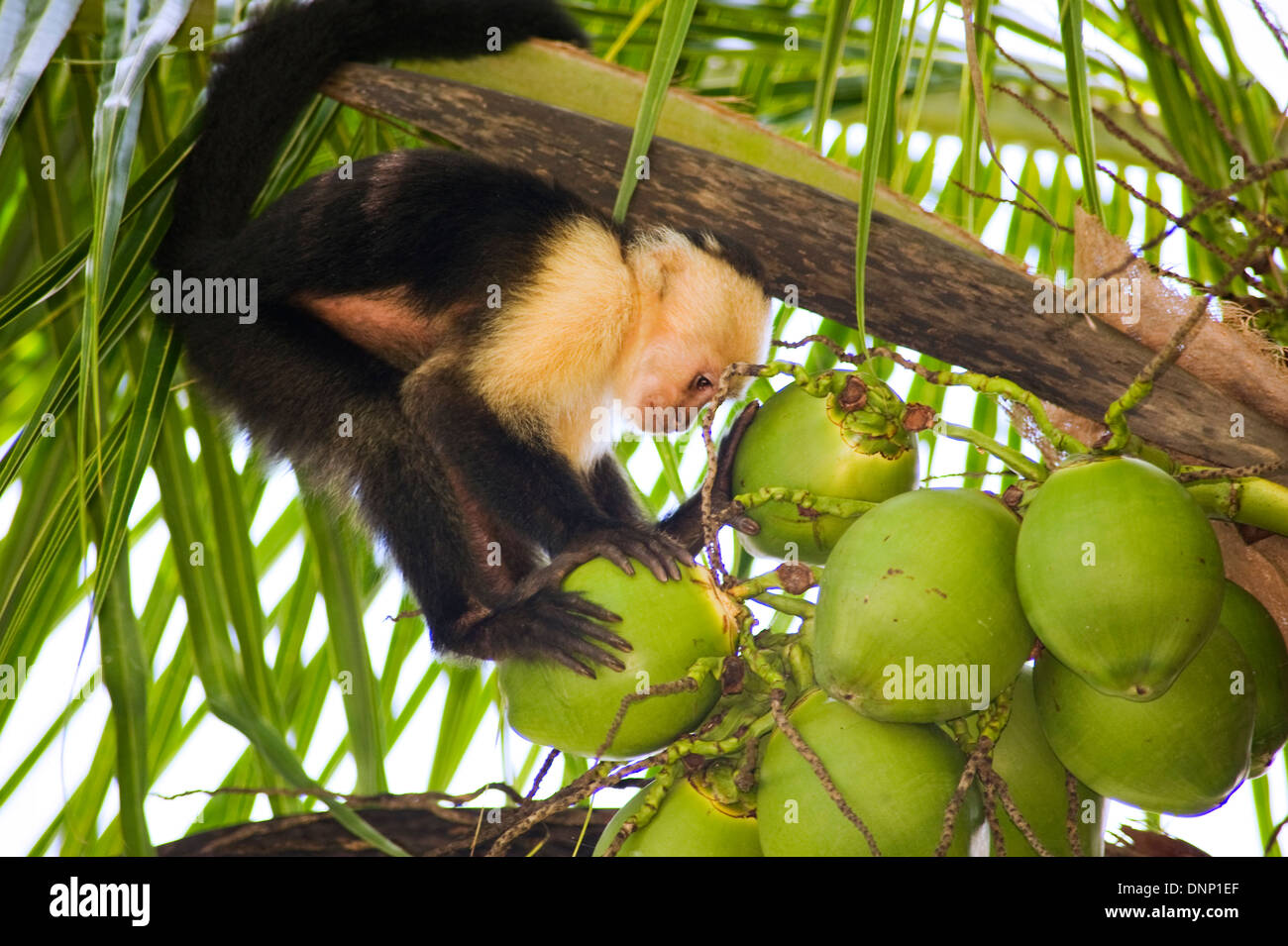 White-faced Capuchin Affen, Costa Rica Stockfoto