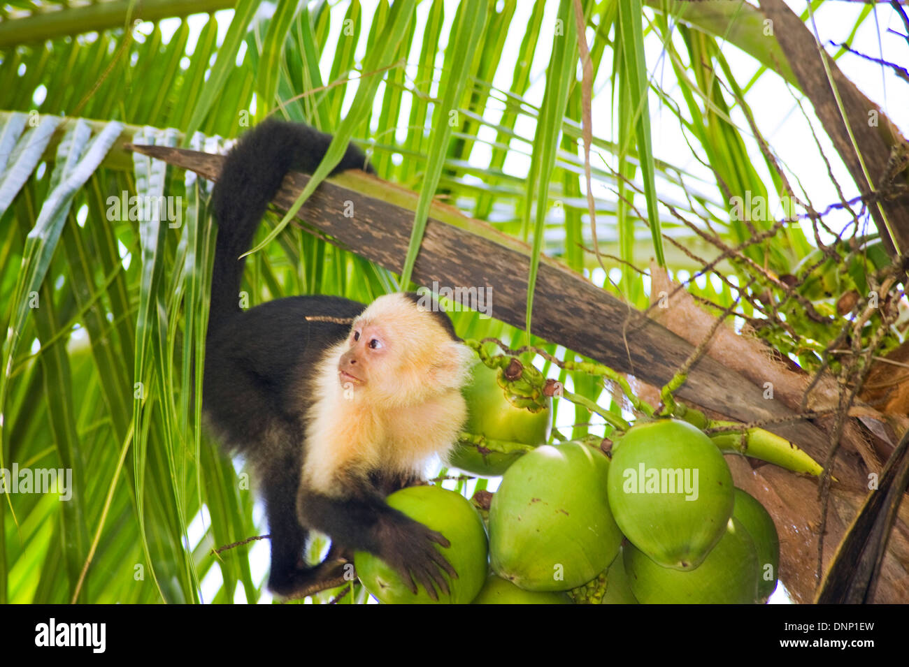 White-faced Capuchin Affen, Costa Rica Stockfoto