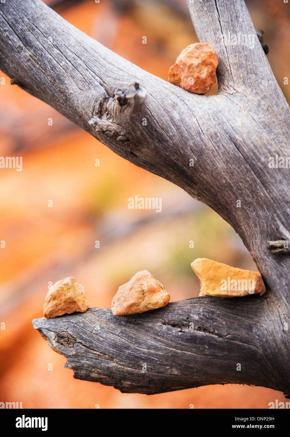 Steinen, Bryce Canyon, Utah, USA aufgereiht auf Alter Zweig Stockfoto
