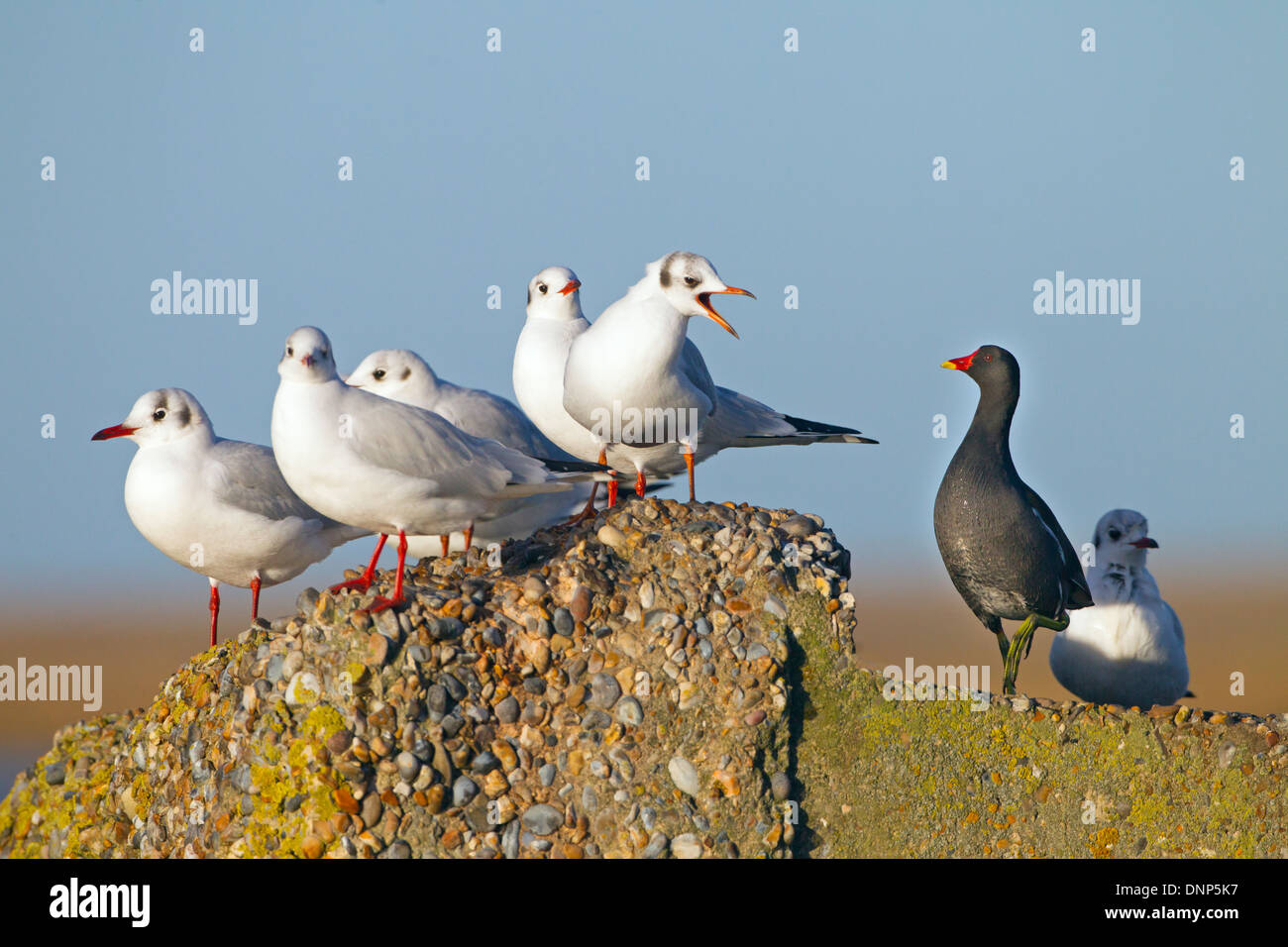 Schwarze Spitze Möwen Larus Ridibundus und Teichhuhn im winter Stockfoto