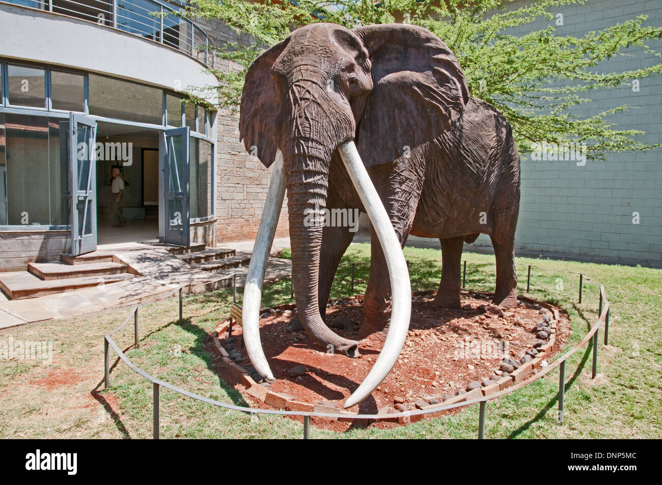 Leben Größe Bildnis von Ahmed der berühmte Elefant der Marsabit berühmt für seine außergewöhnliche Stoßzähne in Nairobi National Museum Kenia Stockfoto