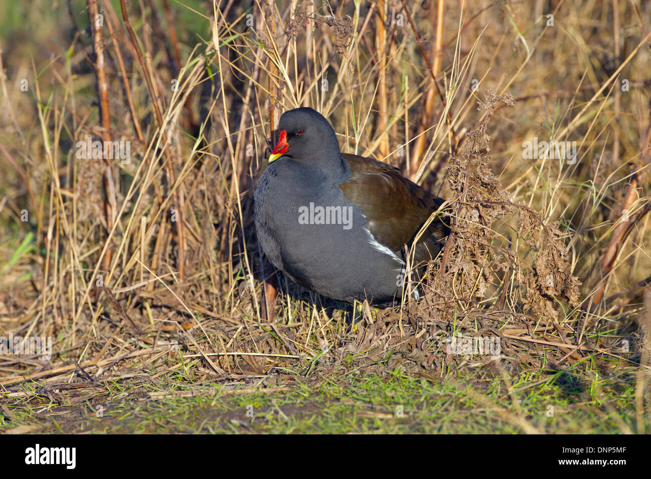 Sumpfhuhn Gallinula chloropus an cley Naturschutzgebiet Norfolk Stockfoto