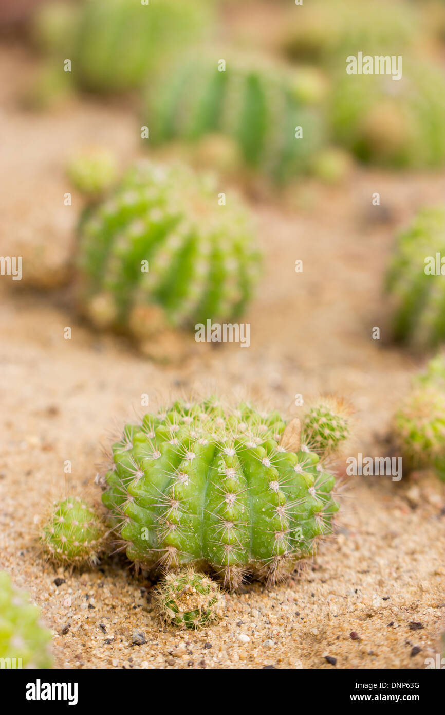 Kaktus, geringe Schärfentiefe. Stockfoto