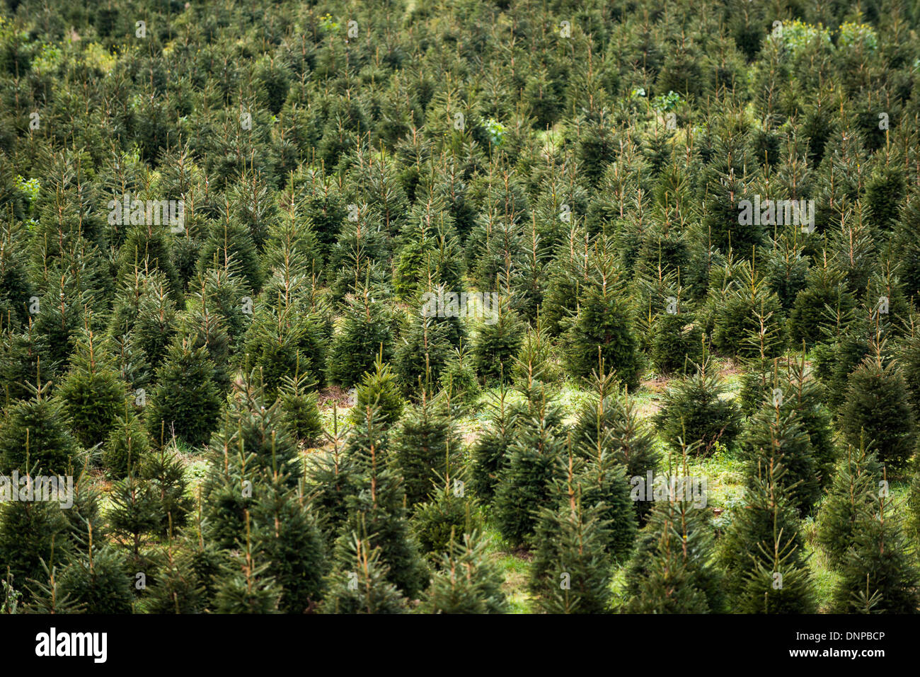 Bäume, die geverringert werden zu Weihnachten. Stockfoto