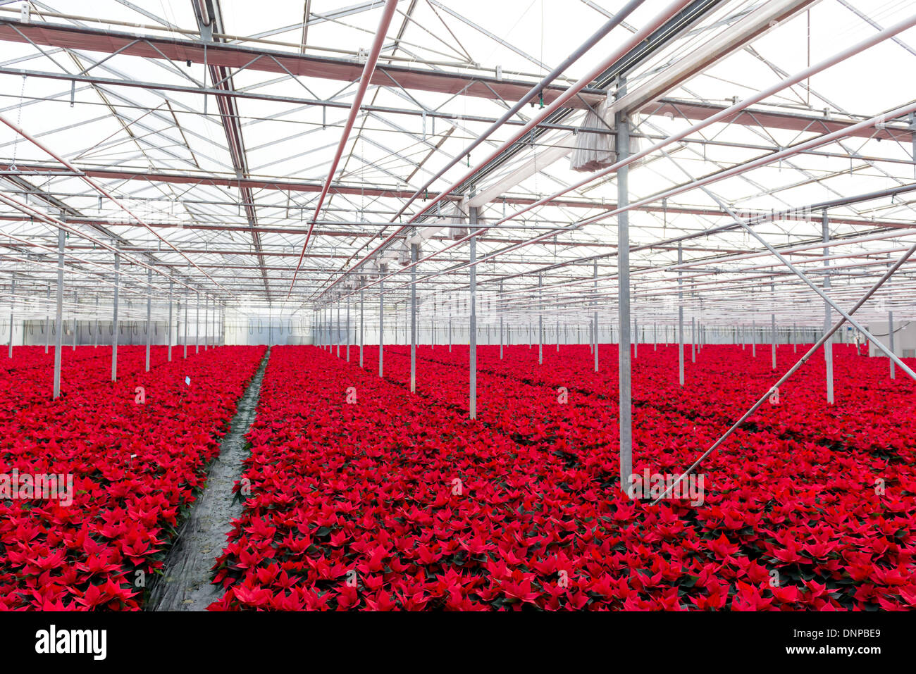 Im Bereich der roten Weihnachtssterne für Weihnachten in Cambridgeshire angebaut. Stockfoto