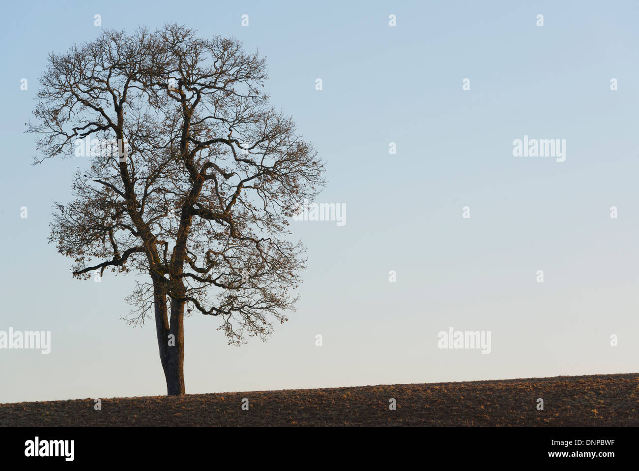 USA, Oregon, Marion County, Baum Stockfoto