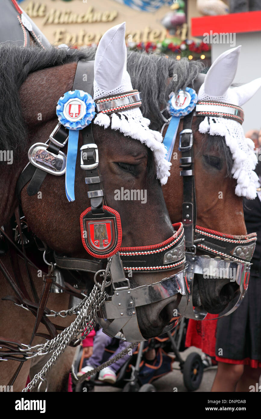 Dray Pferde auf dem Oktoberfest in München. Stockfoto