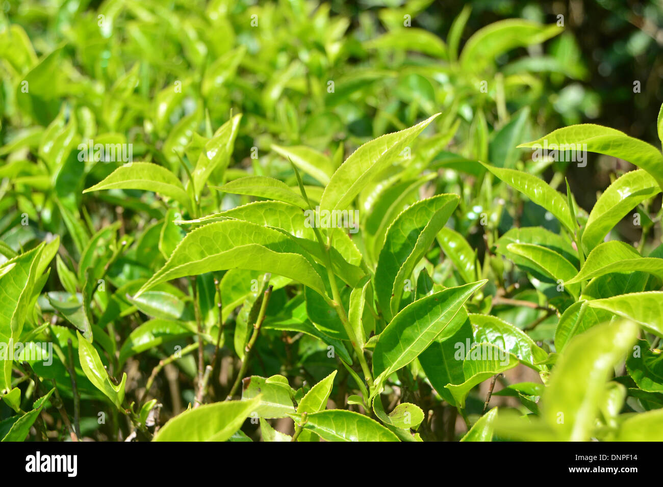 Teepflanze oder Teestrauch Stockfoto