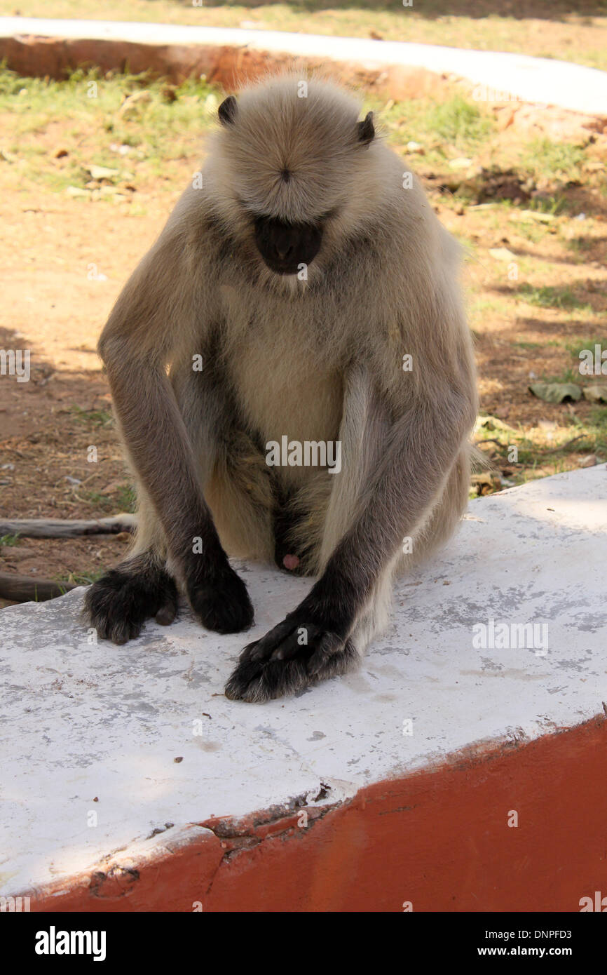 Graue Languren oder Hanuman-Languren Stockfoto