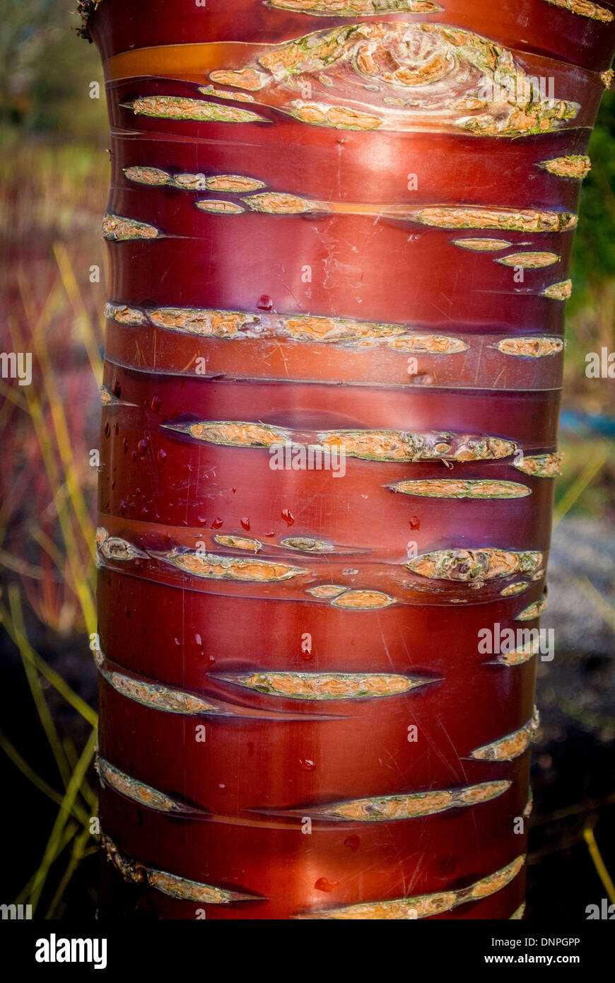Nahaufnahme der roten Rinde des tibetischen Kirschbaum Stockfoto