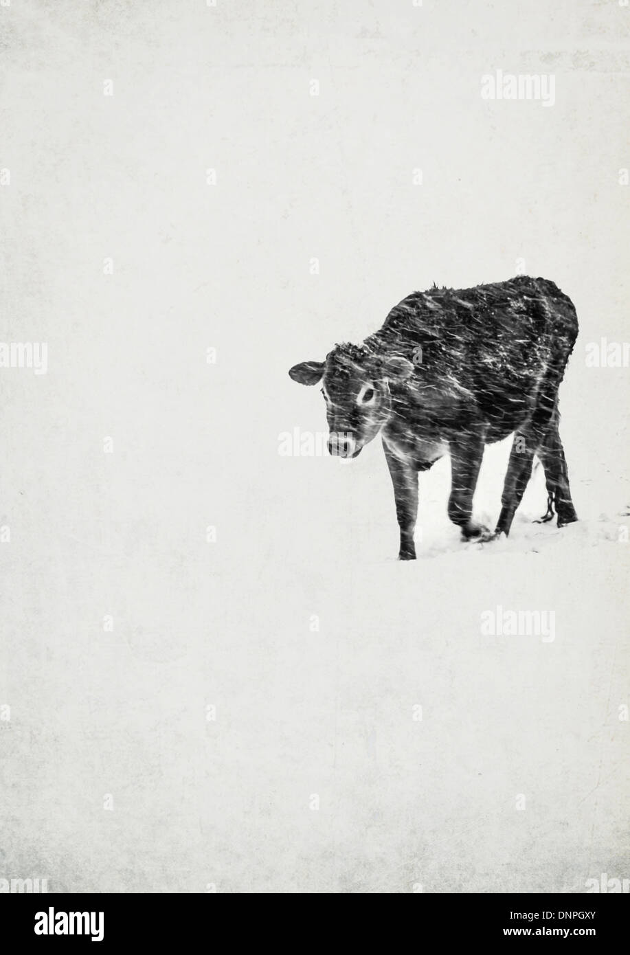Ein junges Kalb von seiner Mutter getrennt macht seinen Weg durch einen Schneesturm. Stockfoto