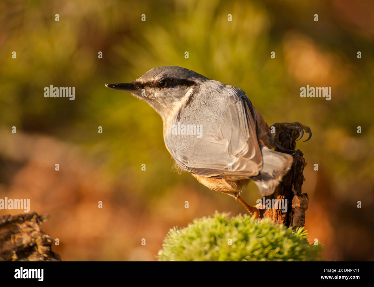 Kleiber Stockfoto