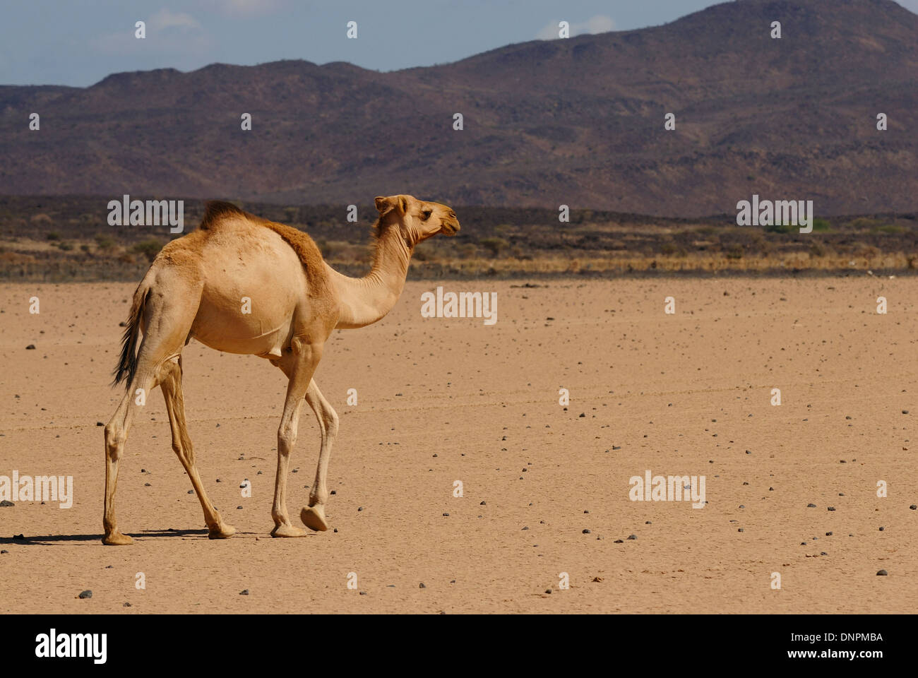Ein Kamel in der Wüste des Lake Abbe in Dschibuti, Horn von Afrika zu Fuß Stockfoto