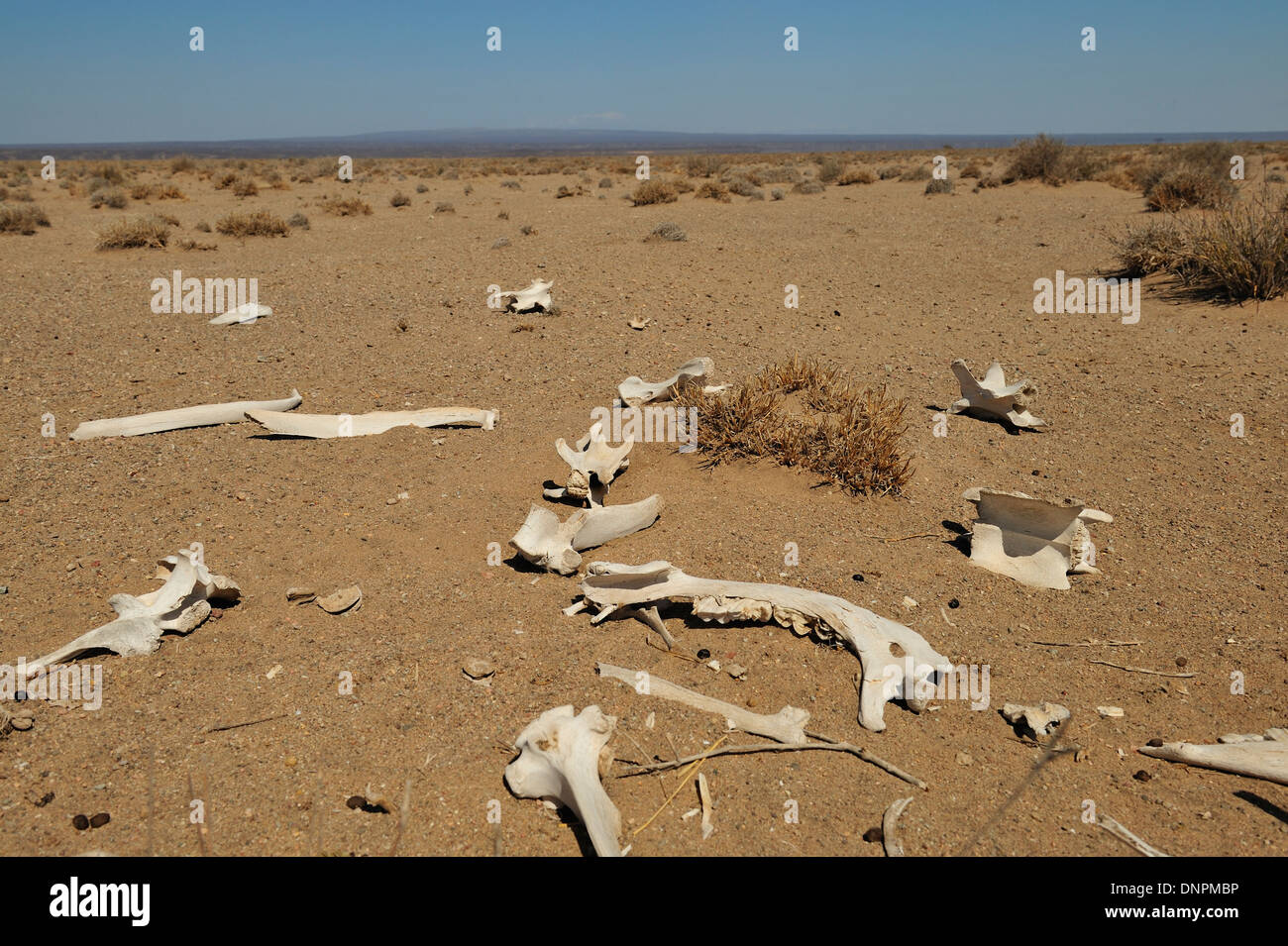 Bleibt ein Tier Skelett in der Wüste auf dem ausgetrockneten Boden in Lake Abbe in Dschibuti, Horn von Afrika Stockfoto