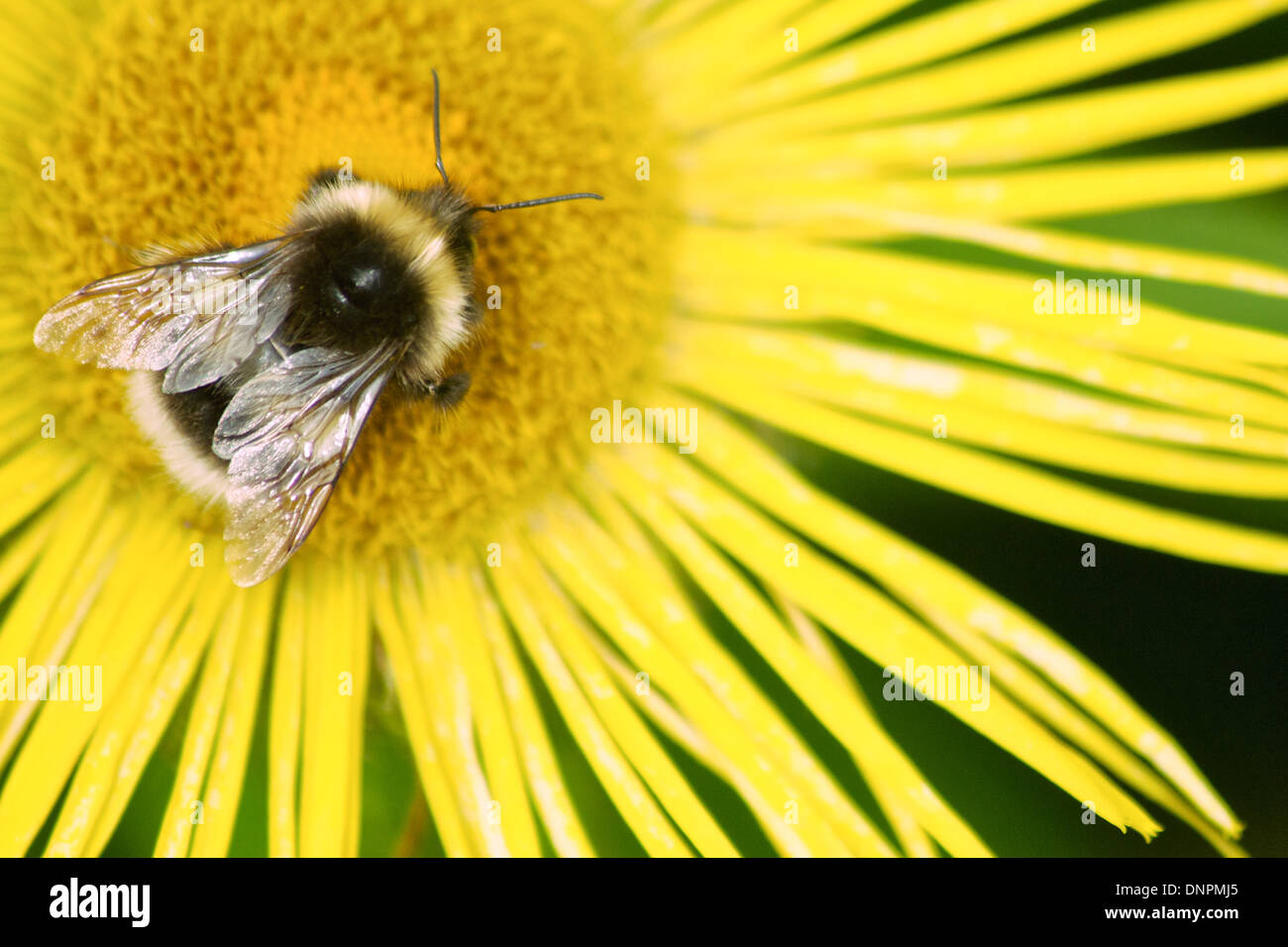 Bumble Bee Bombus lucorum Stockfoto