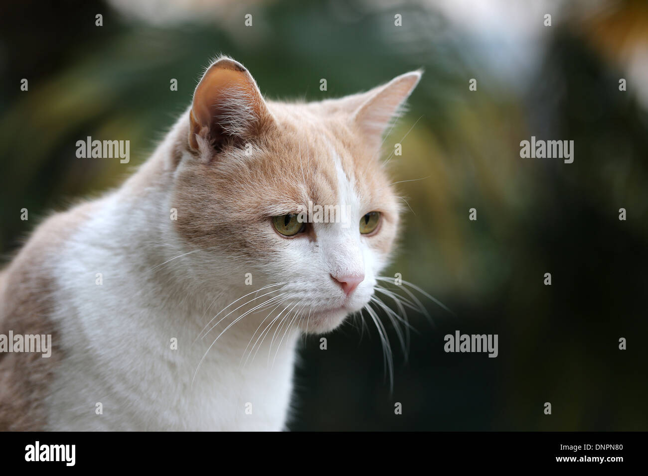 Porträt mit Katzengesicht. Haustier. Weiß beige rote Katze. Hauskatze Nahaufnahme mit Bokeh. Italien. Europa. Stockfoto